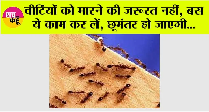 Home Remedy For Ants: चीटिंयों को मारने की जरूरत नहीं, बस ये काम कर लें, छूमंतर हो जाएगी…