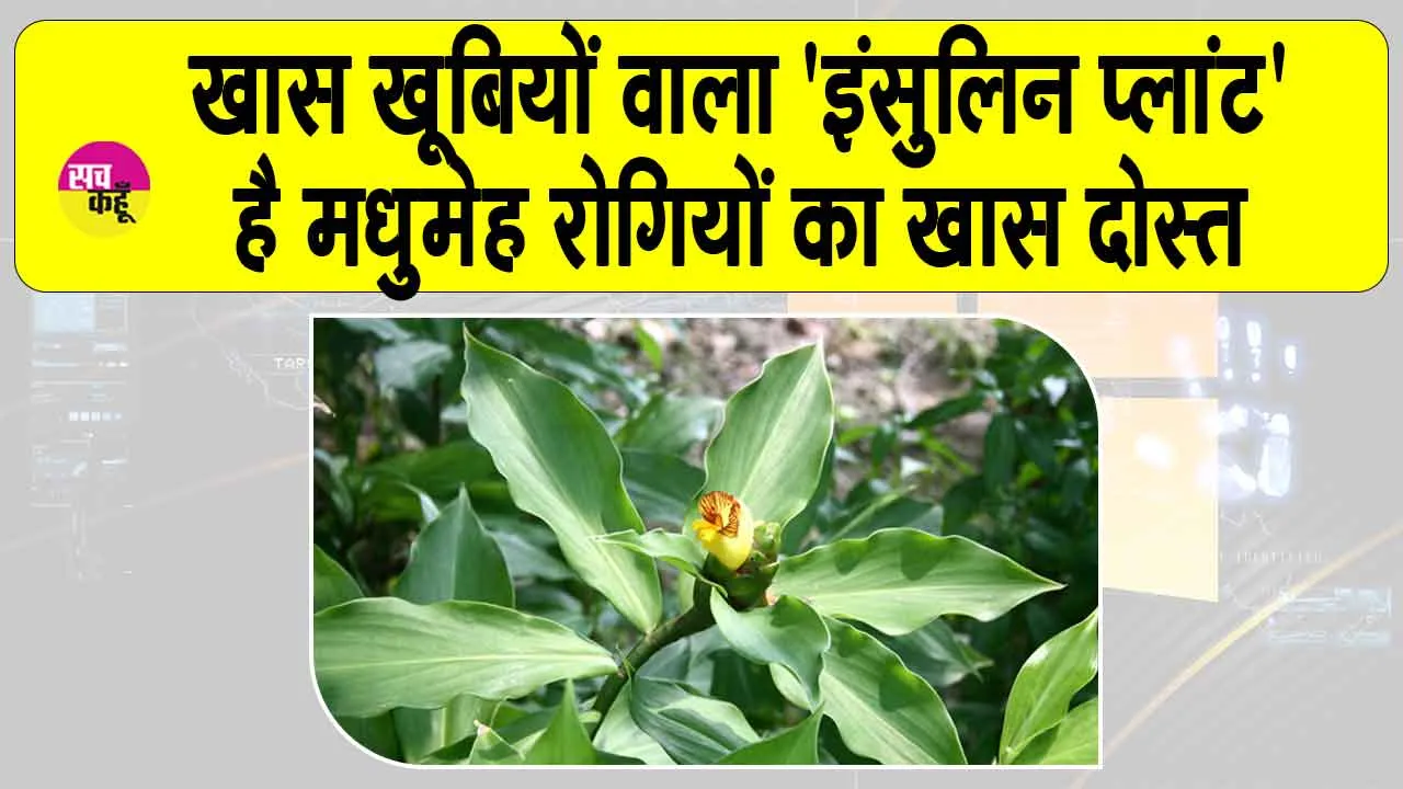 ‘Insulin Plant’: मीठे नाम वाले गंभीर और भयानक रोग ‘मधुमेह’ पर अंकुश लगाने वाला ये पौधा है बड़ा ही लाभकारी