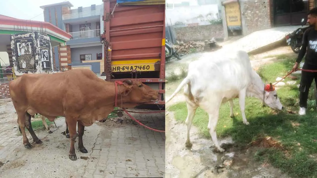 अब शहर की सड़कों पर नहीं दिखेंगे बेसहारा गोवंश, नप ने 15 लाख की निविदा सूचना जारी की