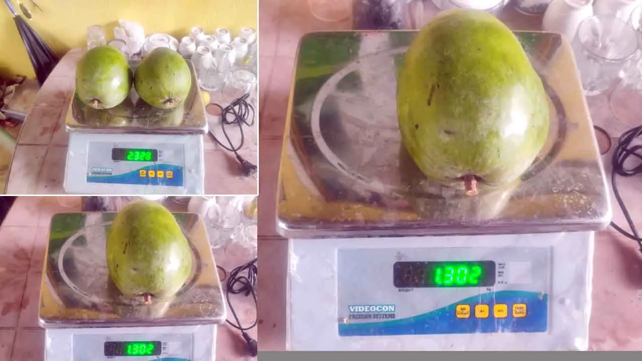 Mango India: आपने कभी नहीं देखे होंगे ऐसे सवा-सवा किलो के हापुस आम