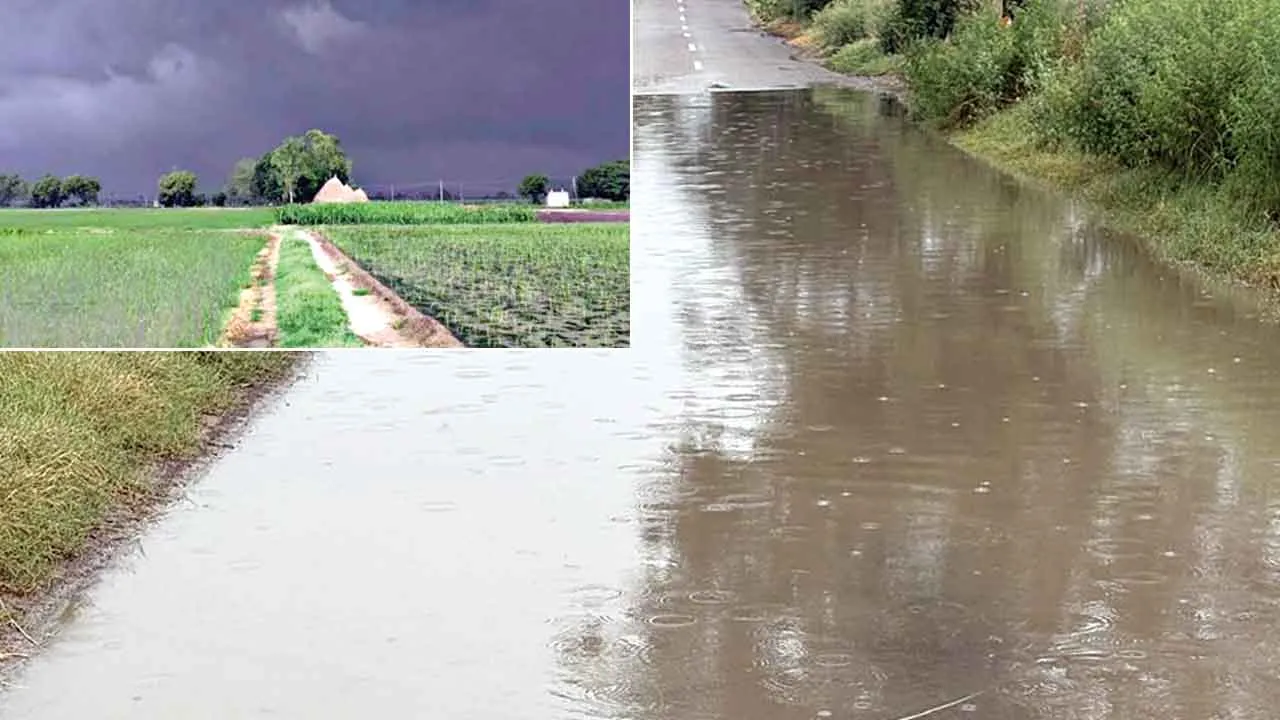 मौसमी रंग: पंजाब के आधा दर्जन जिलों में बरसे बदरा