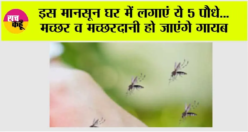 Mosquito Repellent Plants: इस मानसून घर में लगाएं ये 5 पौधे… मच्छर व मच्छरदानी हो जाएंगे गायब