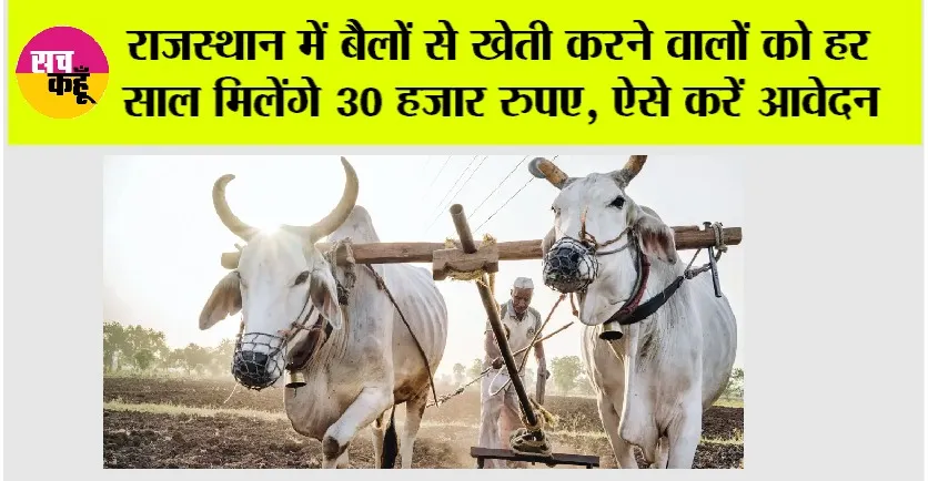 Rajasthan Government News: राजस्थान में बैलों से खेती करने वालों को हर साल मिलेंगे 30 हजार रुपए, ऐसे करें आवेदन