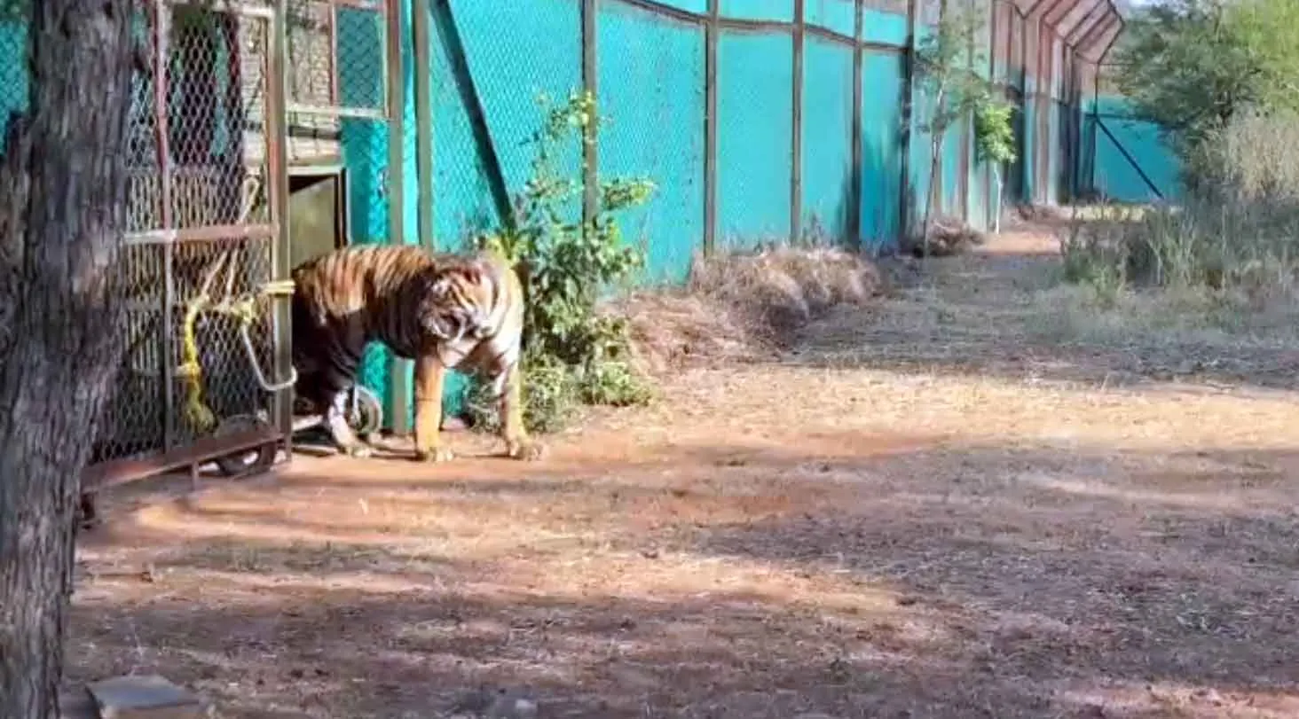 Ranchi: घर में घुस गया बाघ, बाहर जुटी है भारी भीड़, घंटों से चल रहा रेस्क्यू!