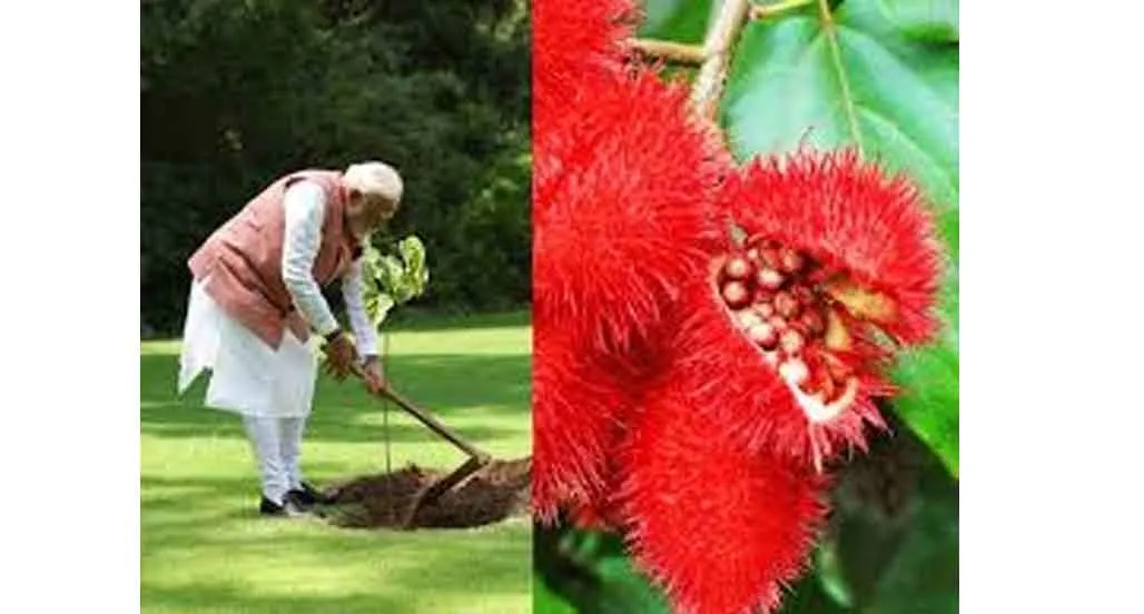 Sindoor plant: क्या है सिंदूर का पौधा, जानिये इसके फायदे और महत्व