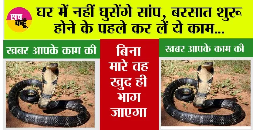 Snake: घर में नहीं घुसेंगे सांप, बरसात शुरू होने के पहले कर लें ये काम…