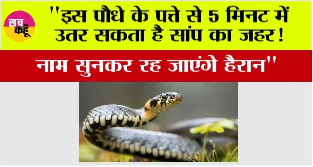 Snake News: “इस पौधे के पत्ते से 5 मिनट में उतर सकता है सांप का जहर! नाम सुनकर रह जाएंगे हैरान”