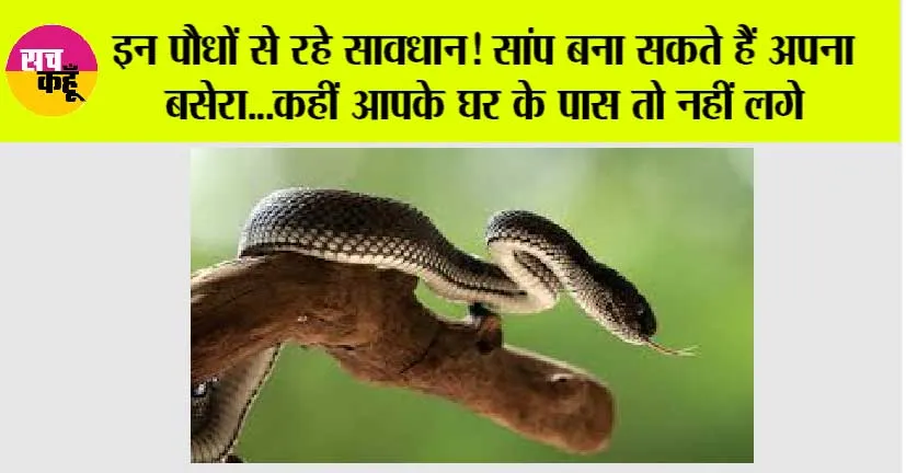 Snake News: इन पौधों से रहे सावधान! सांप बना सकते हैं अपना बसेरा…कहीं आपके घर के पास तो नहीं लगे
