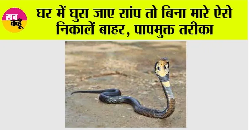 Snake News: बरसात में घर में घुस आए सांप को बिना मारे बाहर निकालने का आसान और पापमुक्त तरीका