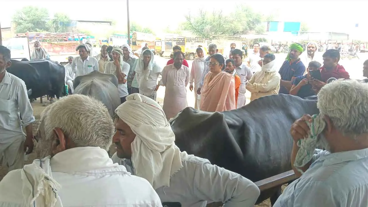 Pashu Mela: उकलाना के बुढ़ाखेड़ा गांव में सीएम फ्लाइंग की बड़ी कार्रवाई