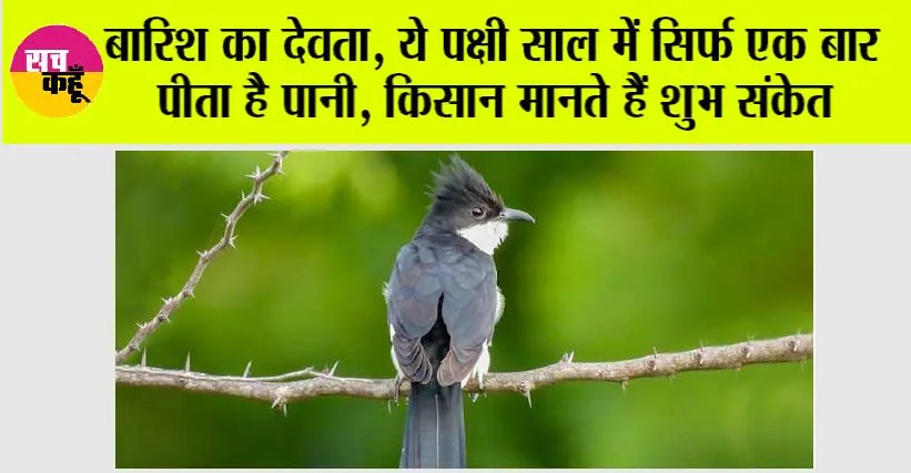Weather: बारिश का देवता, ये पक्षी साल में सिर्फ एक बार पीता है पानी, किसान मानते हैं शुभ संकेत