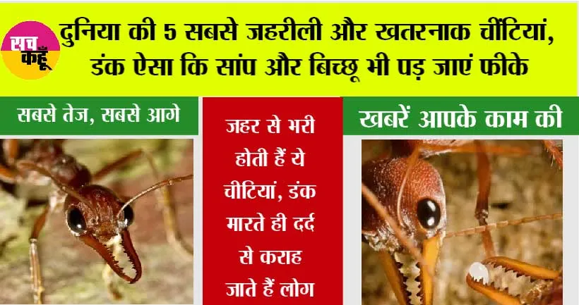 Worlds Most Dangerous Ants: दुनिया की 5 सबसे ज़हरीली और खतरनाक चींटियां, डंक ऐसा कि सांप और बिच्छू भी पड़ जाएं फीके