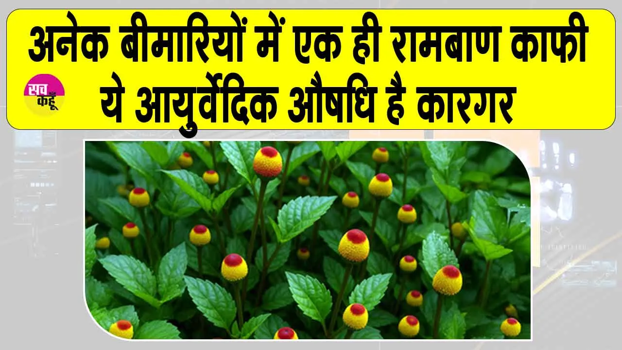 Benefits of Akarkara: दांत दर्द से बुखार तक, आयुर्वेद की है ये अद्भुत औषधि! अनेक बीमारियों का एक रामबाण इलाज!