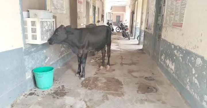 Clean India Mission: गंदगी का आलम, स्वच्छ भारत मिशन की उड़ रही धज्जियां