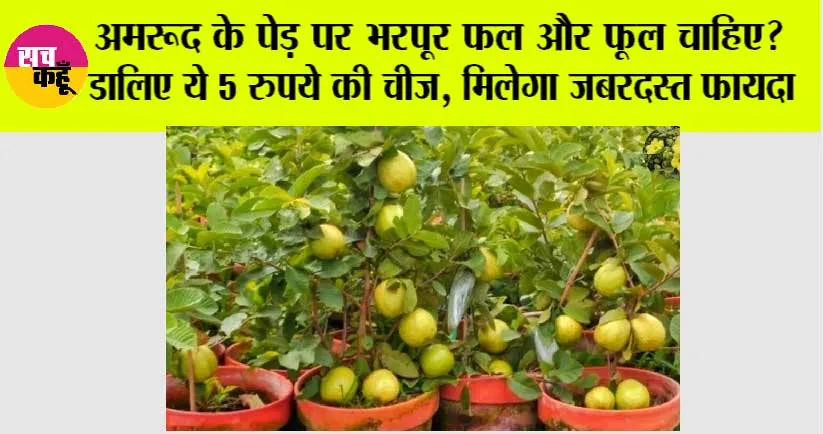Gardening Tips: अमरूद के पेड़ पर भरपूर फल और फूल चाहिए? डालिए ये 5 रुपये की चीज़, मिलेगा जबरदस्त फायदा