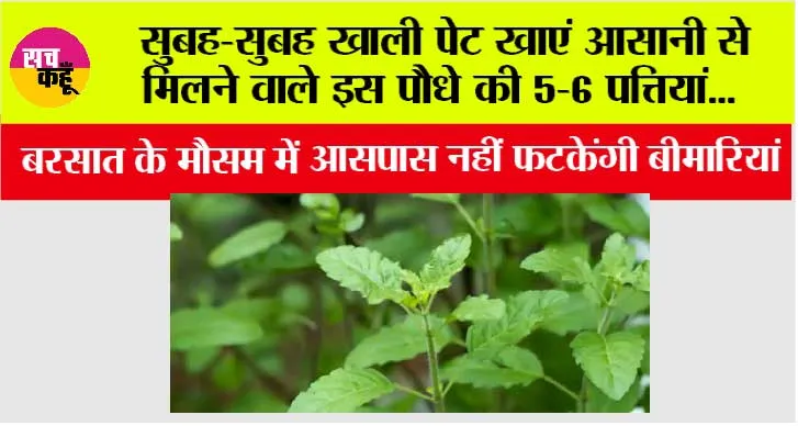 Health Tips: सुबह-सुबह खाली पेट खाएं आसानी से मिलने वाले इस पौधे की 5-6 पत्तियां, आसपास नहीं फटकेंगी बीमारियां