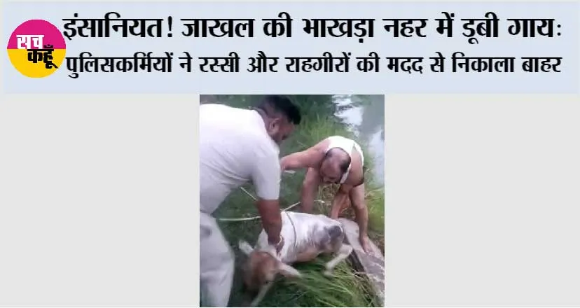 इंसानियत! जाखल की भाखड़ा नहर में डूबी गाय: पुलिसकर्मियों ने रस्सी और राहगीरों की मदद से निकाला बाहर