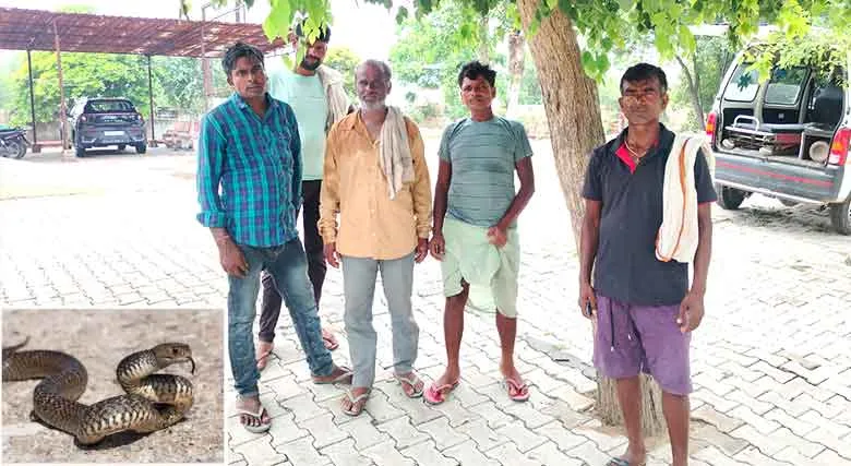 Snake Bites: धान लगाने आये प्रवासी मजदुर को सोते समय सांप ने काटा, तीन घंटे बाद मौत