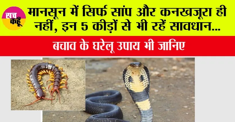 How to avoid dangerous insects: मानसून में सिर्फ सांप और कनखजूरा ही नहीं, इन 5 कीड़ों से भी रहें सावधान, बचाव के घरेलू उपाय भी जानिए