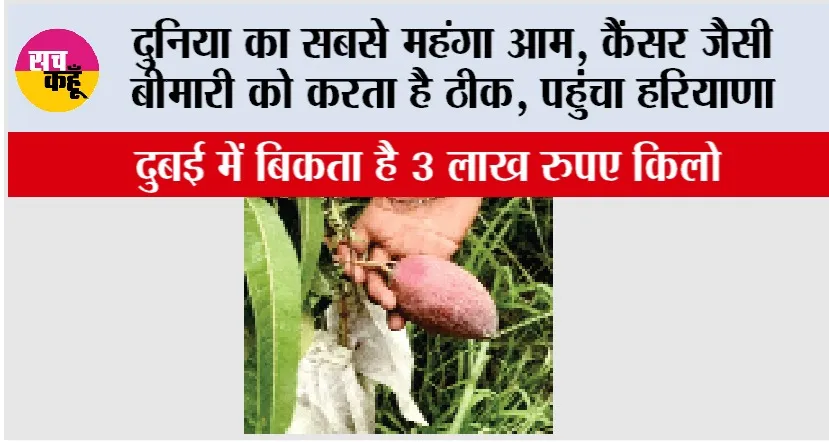 Aam Mela: दुनिया का सबसे महंगा आम, कैंसर जैसी बीमारी को करता है ठीक, पहुंचा हरियाणा