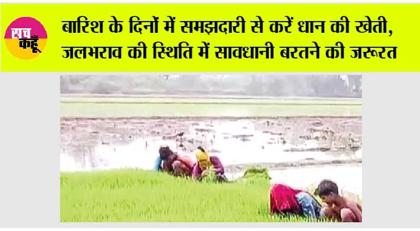 Paddy Cultivation: बारिश के दिनों में समझदारी से करें धान की खेती, जलभराव की स्थिति में सावधानी बरतने की जरूरत