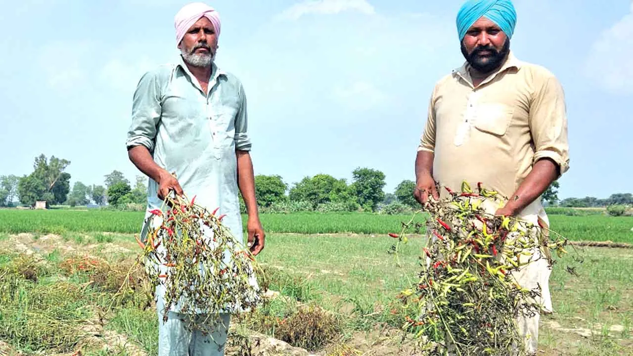 Agricultural News: बारिश से हरी मिर्च और सब्जियों का भारी नुकसान