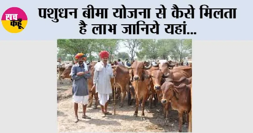 Pashudhan Bima Yojana: पशुधन बीमा योजना से कैसे मिलता है लाभ जानिये यहां…