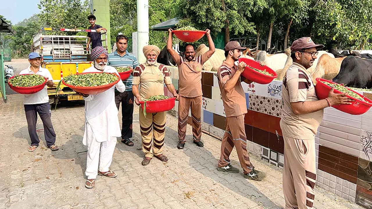 इन्सानियत: ब्लॉक रायकोट के ‘इन्सां’ बने बेजुबानों का ‘सहारा’