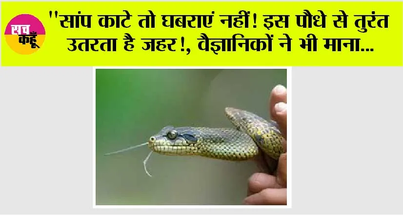 Snake News:”सांप काटे तो घबराएं नहीं! इस पौधे से उतर सकता है जहर!, वैज्ञानिकों ने भी माना…