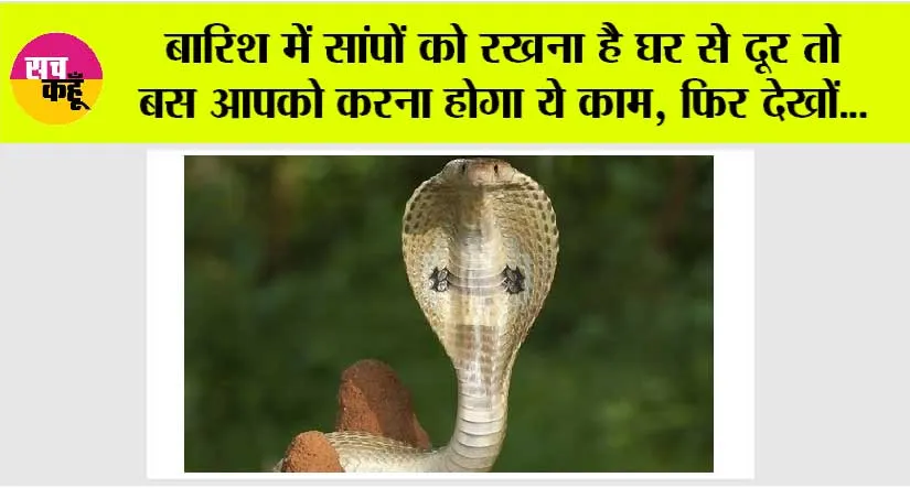 Snake: बरसात के दिन चल रहे हैं…बार-बार घर में घुस आता है सांप? तो… झटपट करें ये काम, इनसे चिढ़ते हैं सर्प