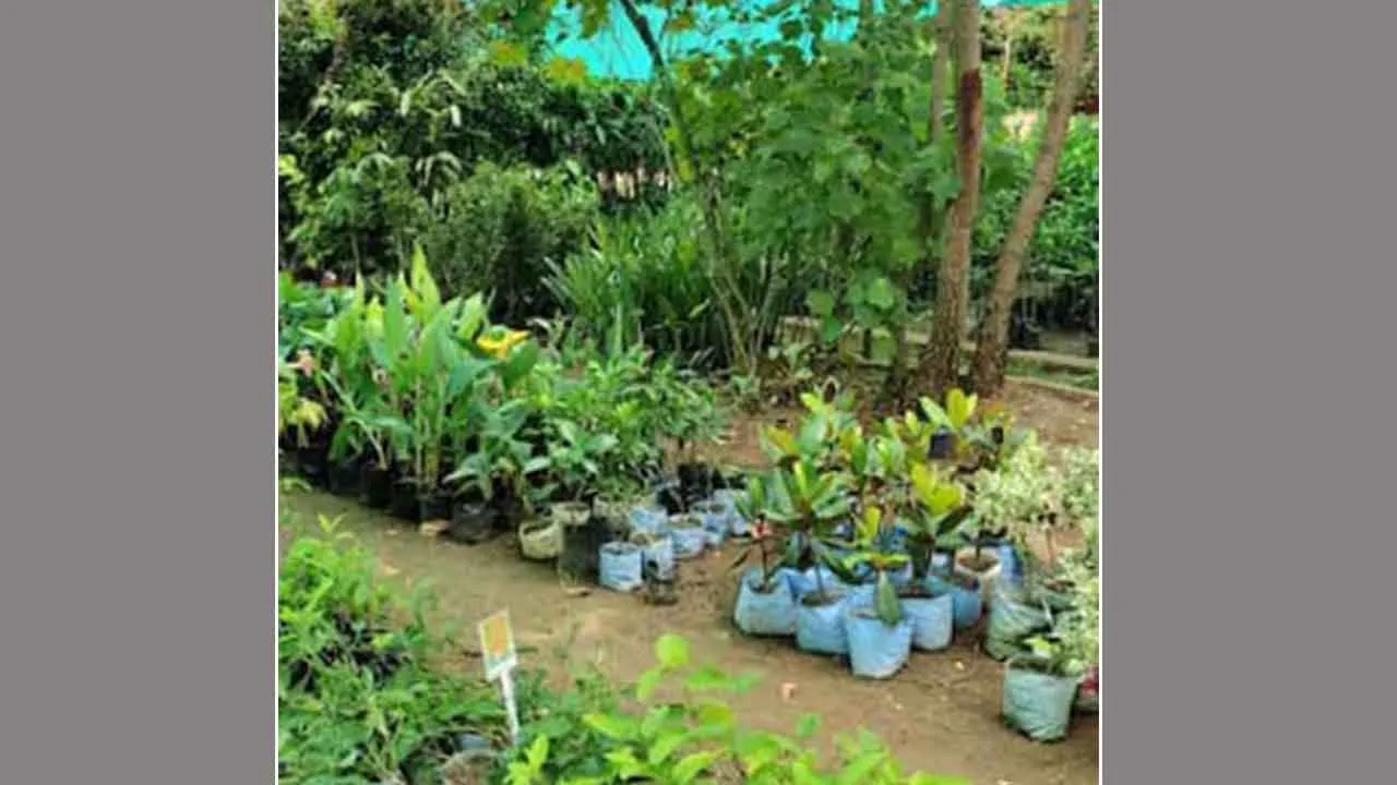 जिले में लगेंगे कुल 3.28 लाख पौधे, लेकिन नहीं लगेगा क्लोन सफेदा
