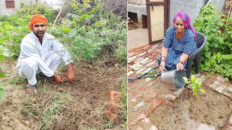 कृष्ण इन्सां ने अपने पिता की पुण्य तिथि पर लगाया पौधा