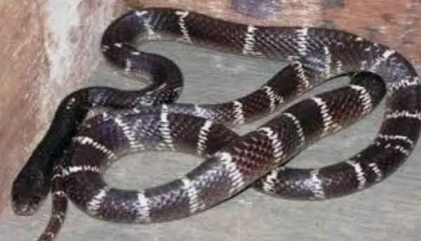 Snake News: जब एक ही परिवार के तीन लोगों को सांप ने काट लिया तो…