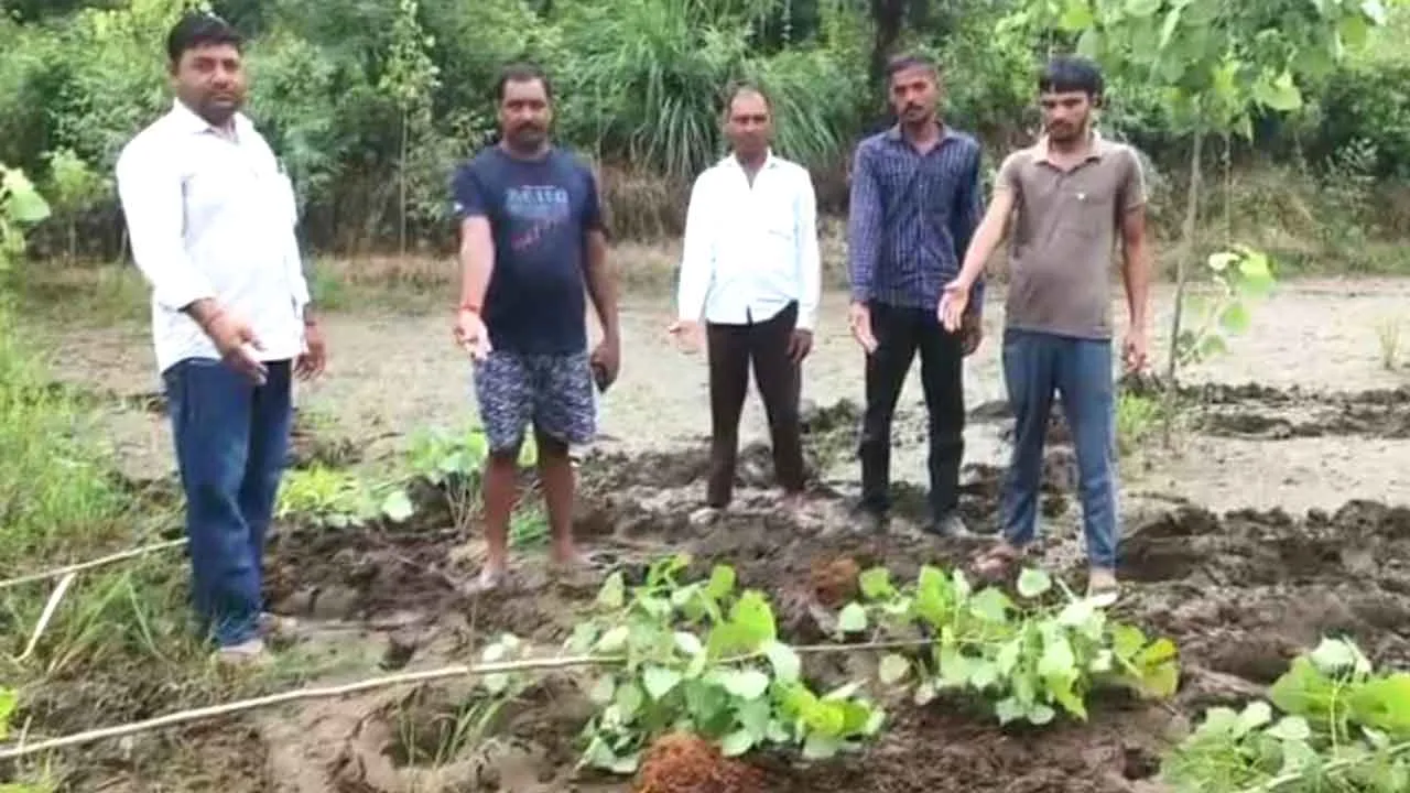 फसलें की तबाह, पेड़ उखाड़ा, खेत उजाड़े… वन्य प्राणी विहार से निकल गांव में आये हाथियों के झुंड ने मचाया उत्पात –