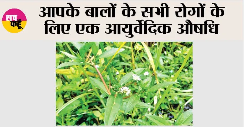 Benefits of Bhringraj oil for hair: भृंगराज को घास न समझें चमत्कारी हैं इसके फायदे