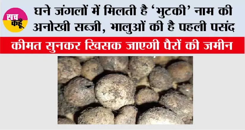 घने जंगलों में मिलती है ‘भुटकी’ नाम की अनोखी सब्जी, भालुओं की है पहली पसंद, कीमत सुनकर खिसक जाएगी पैरों की जमीन