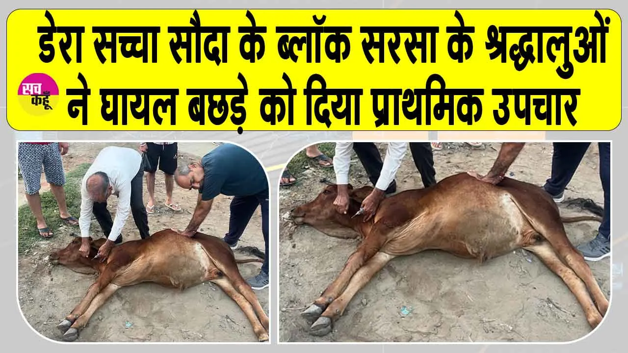 प्रेमी सेवक कृष्ण सुखीजा व अन्य डेरा श्रद्धालुओं ने घायल बछड़े को दिया प्राथमिक उपचार