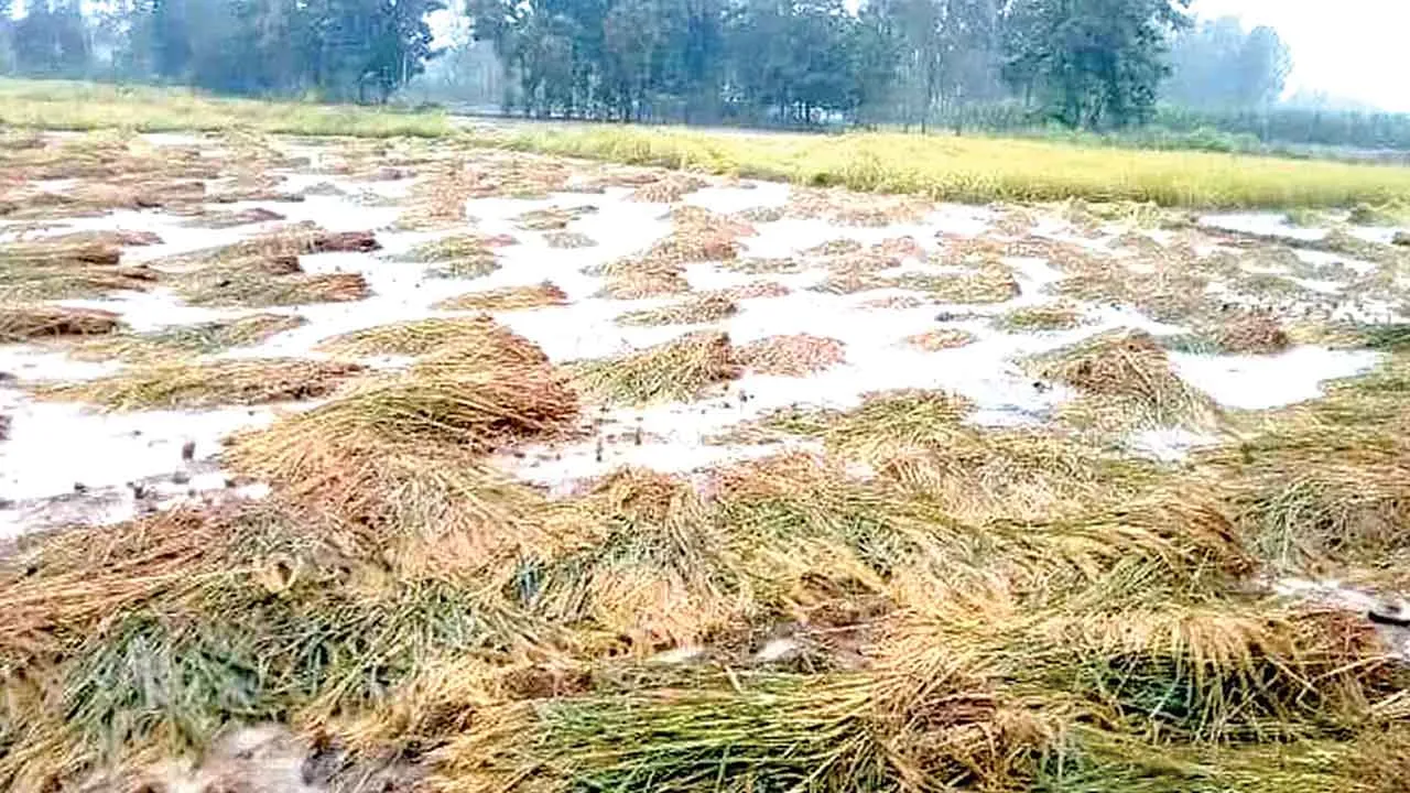 किसानों को 60 हजार मुआवजा देने का नहीं कोई प्रस्ताव, अभी मिलेंगे मात्र 15 हजार रु.