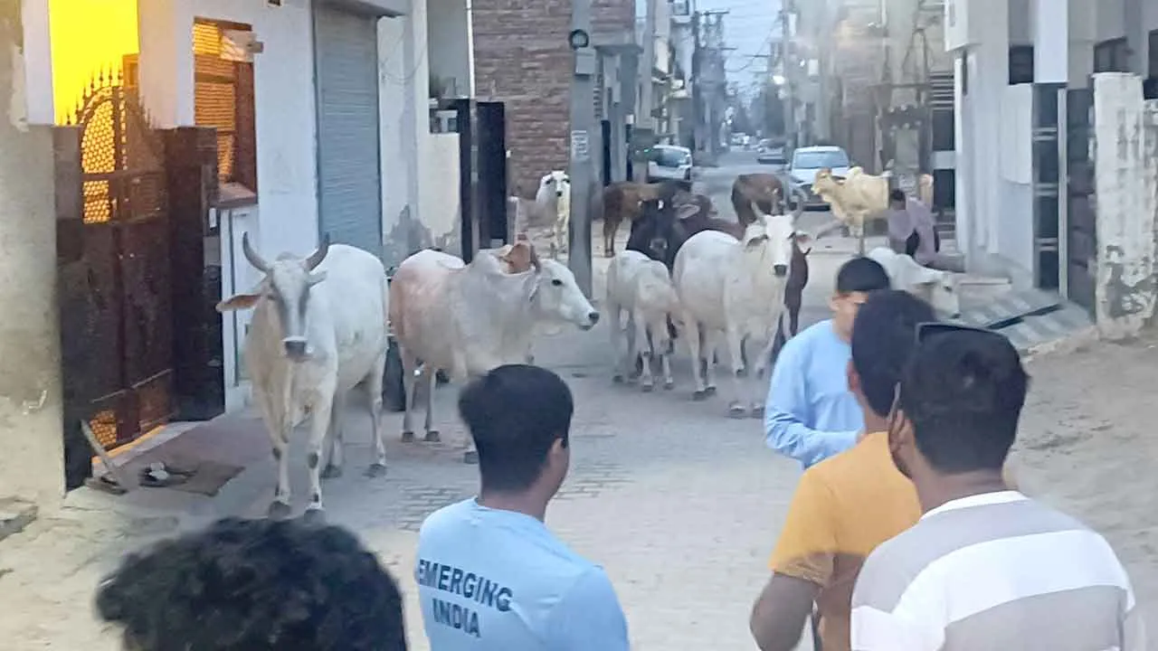 फतेहाबाद में बेसहारा गौवंश को सड़कों से हटाने का अभियान
