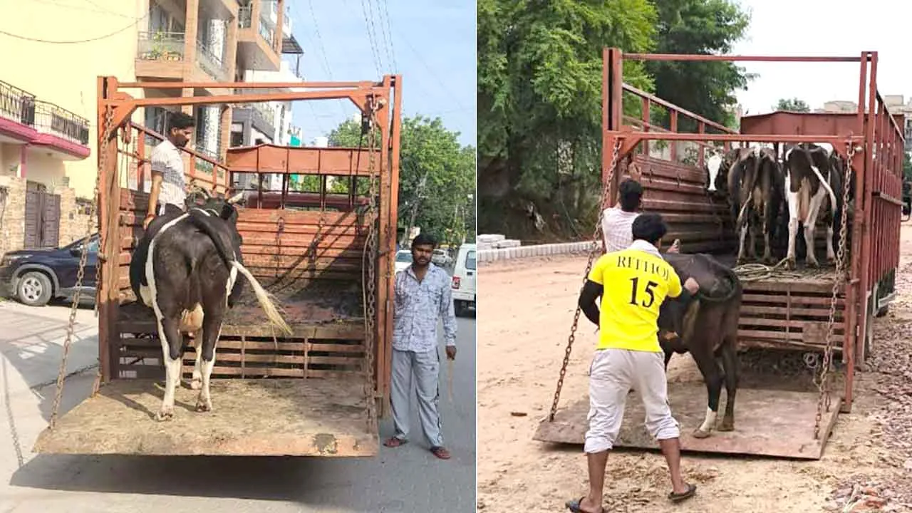 गुरुग्राम में खुले में घूमने वाले पशुओं के मामले में की जा रही सख्त कार्रवाई