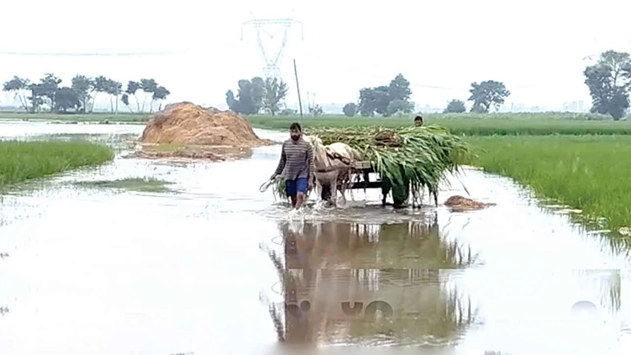 पोंग बांध से छोड़ा पानी, टांडा क्षेत्र के कई गांव जलमग्न