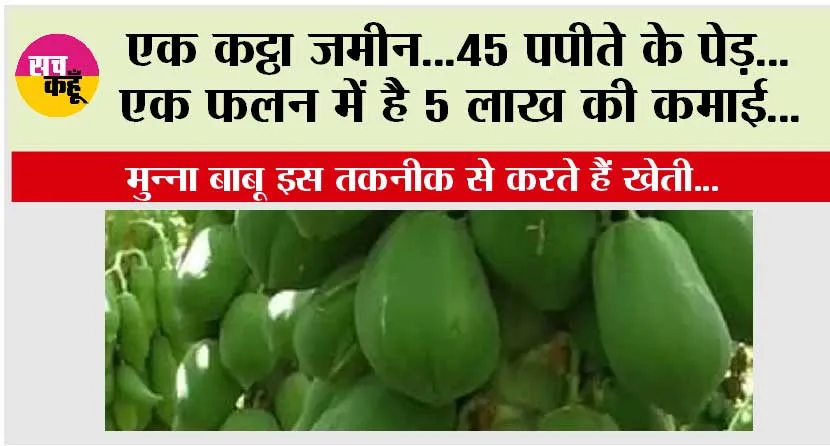 How to cultivate papaya: एक कट्ठा जमीन…45 पपीते के पेड़…एक फलन में है 5 लाख की कमाई… मुन्ना बाबू इस तकनीक से करते हैं खेती…