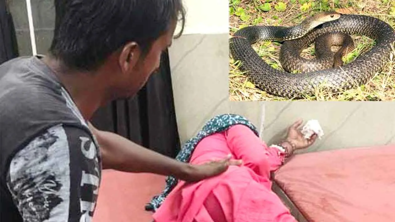 Snake Bites: सोते समय महिला के हाथ में सांप ने काटा, भर्ती