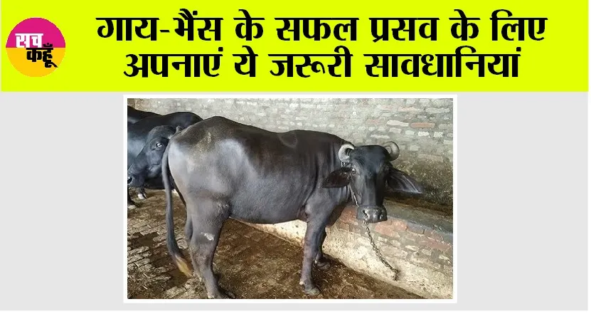 Kisan News: गाय-भैंस के सफल प्रसव के लिए अपनाएं ये जरूरी सावधानियां