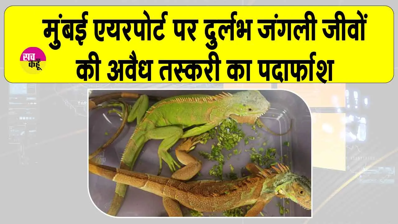 Mumbai: मुंबई एयरपोर्ट पर जंगली छिपकली जैसे कई दुर्लभ जीव व भारी मात्रा में मादक पदार्थ बरामद