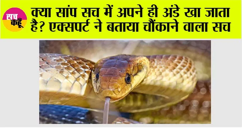 Snake News: क्या सांप सच में अपने ही अंडे खा जाता है? एक्सपर्ट ने बताया चौंकाने वाला सच