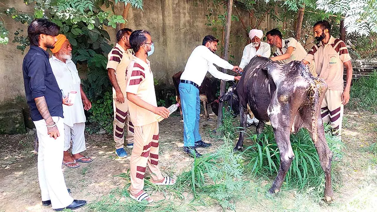 Welfare Works: बेसहारा पशुओं का ‘सहारा’ बने डेरा श्रद्धालु