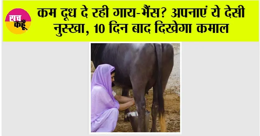 Animal Care Tips: कम दूध दे रही गाय-भैंस? अपनाएं ये देसी नुस्खा, 10 दिन बाद दिखेगा कमाल