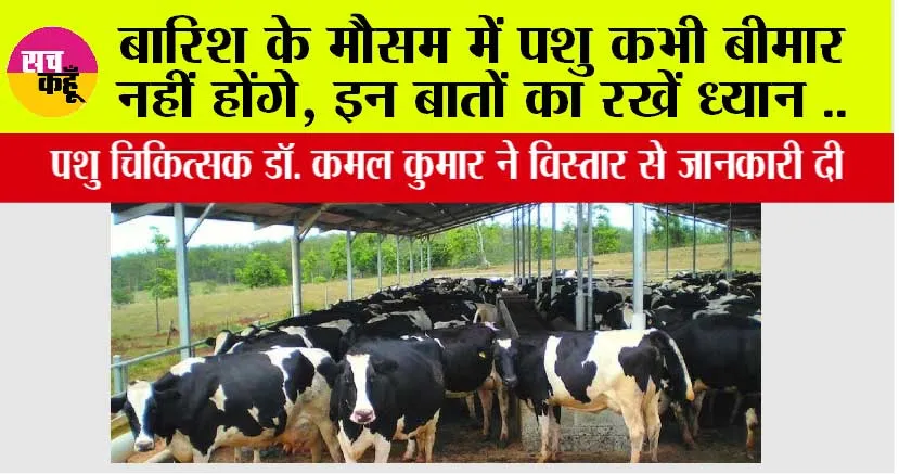 Animal Care: बारिश के मौसम में पशु कभी बीमार नहीं होंगे, इन बातों का रखें ध्यान ..