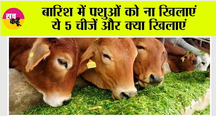 Animal: बारिश में पशुओं को ना खिलाएं ये 5 चीजें और क्या खिलाएं